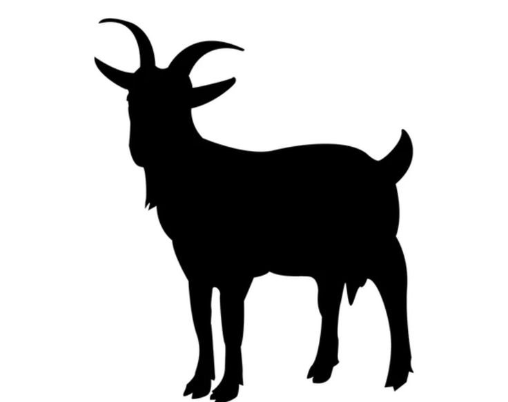 Goat